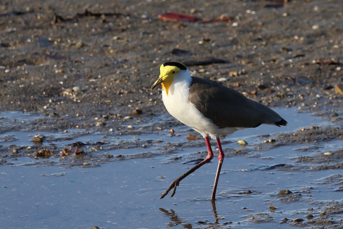 čejka australská - ML646803575