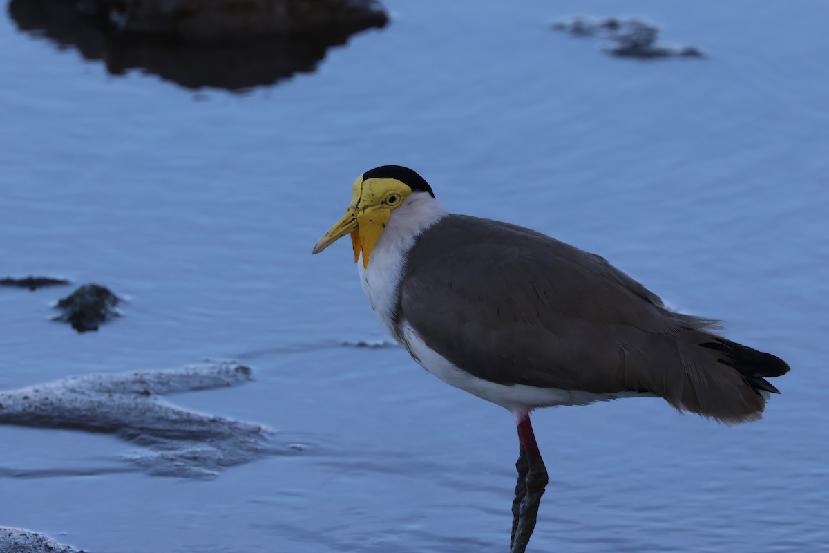 čejka australská - ML646803576