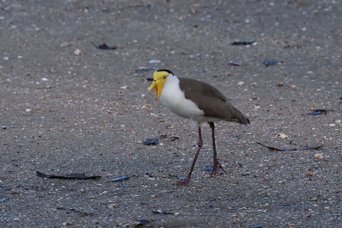 čejka australská - ML646803577