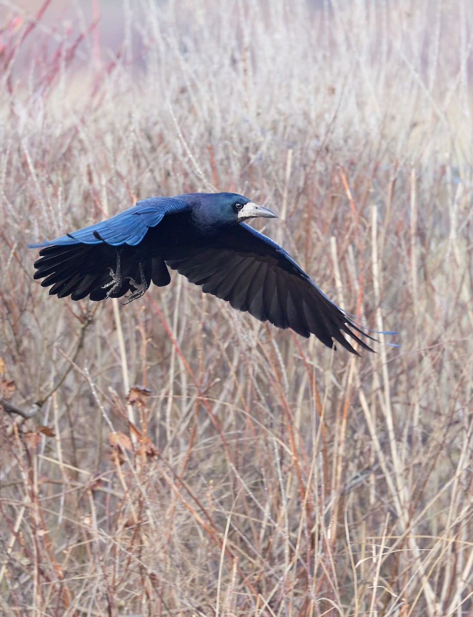 Ekin Kargası - ML646803579