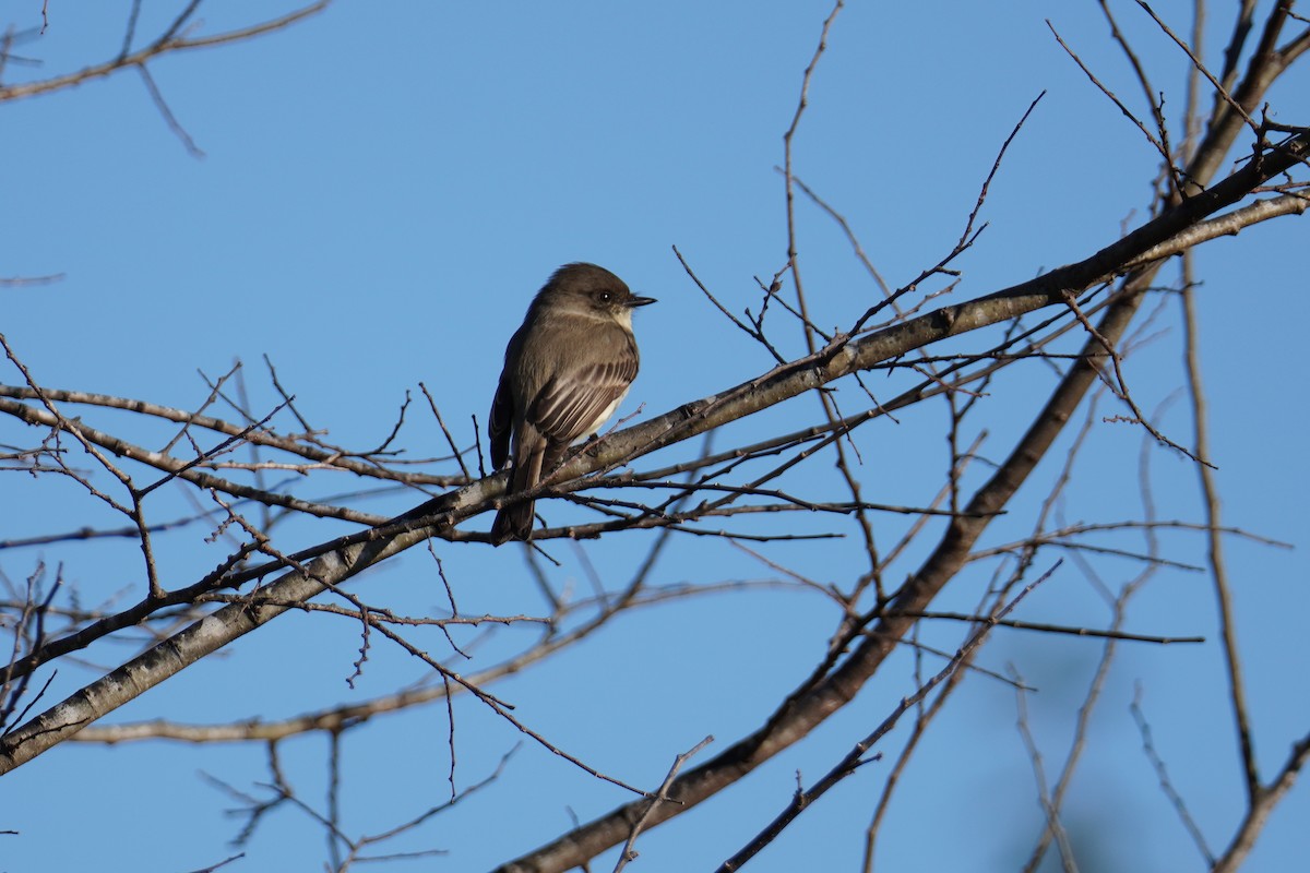 Eastern Phoebe - ML646803580
