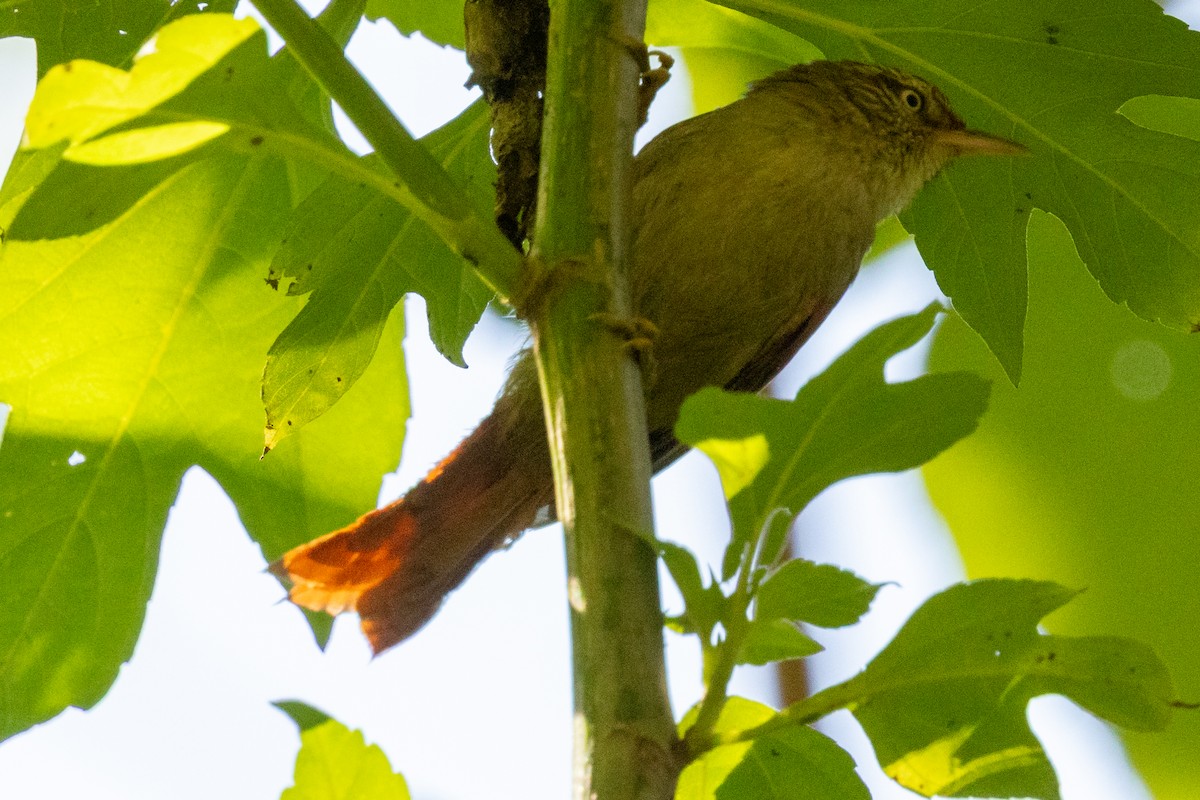 Streak-capped Spinetail - ML646803581
