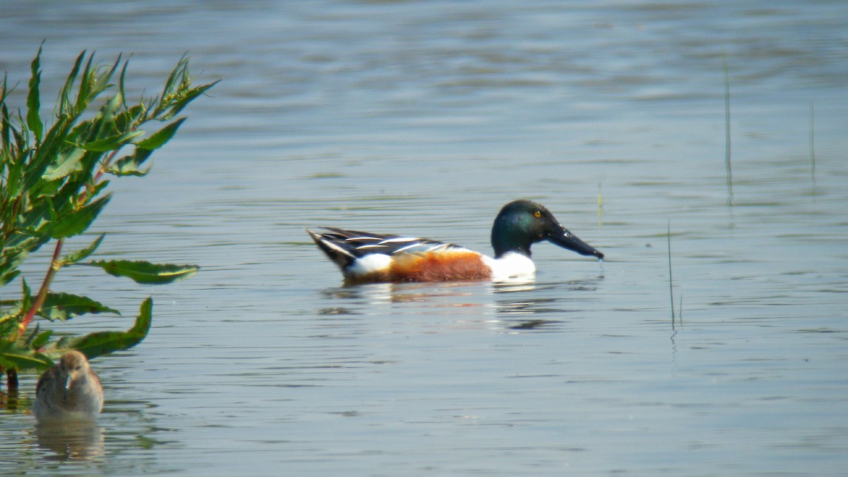 Широконіска північна - ML646803582