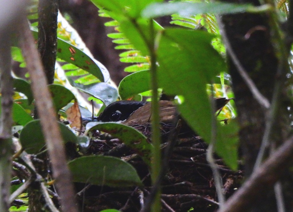 Тимелевая ванга - ML646803583