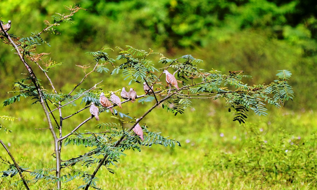 Ruddy Ground Dove - ML646803584