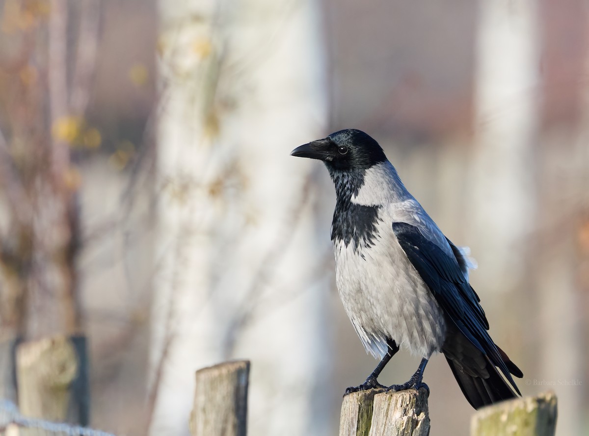 Hooded Crow - ML646803588