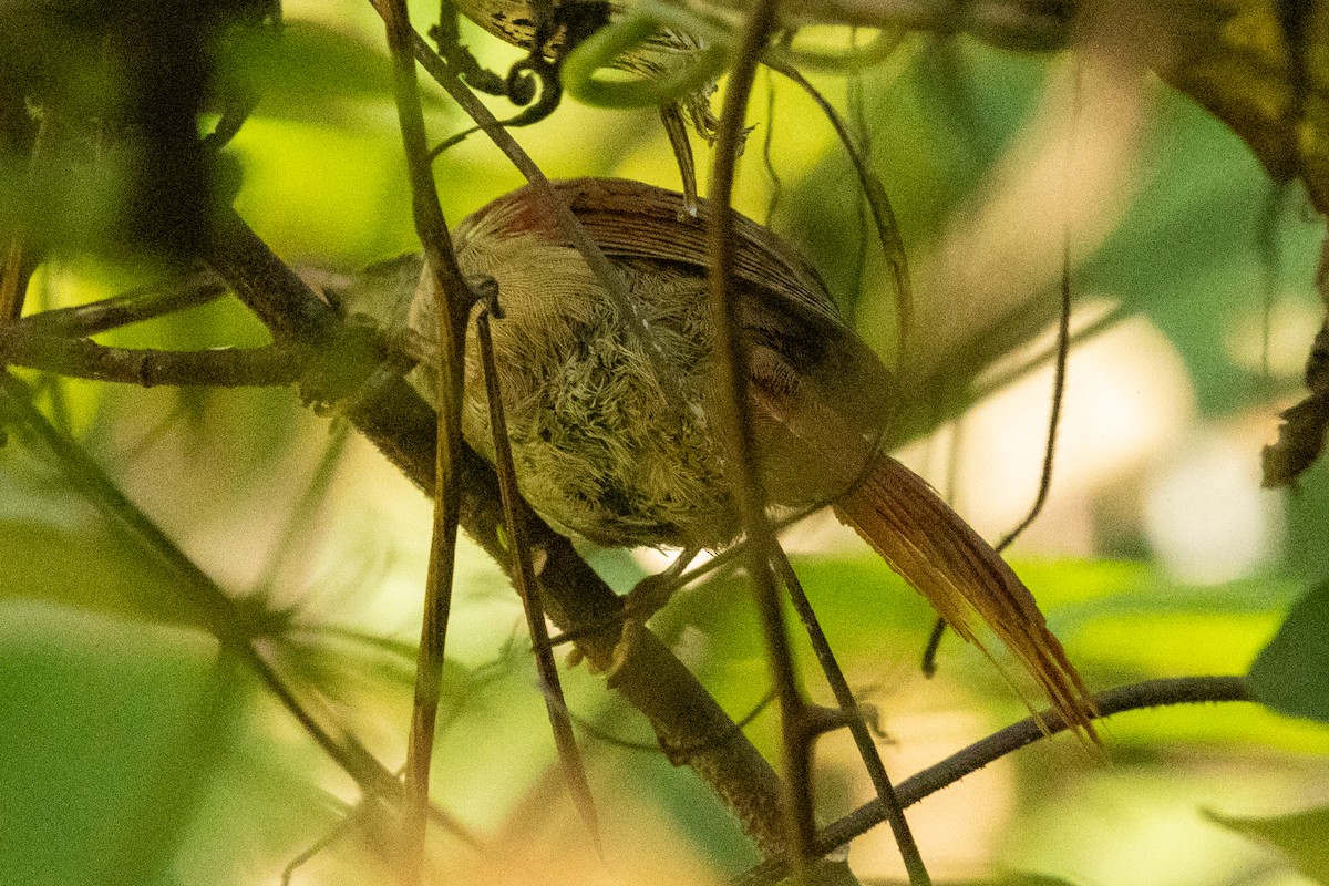 Streak-capped Spinetail - ML646803589