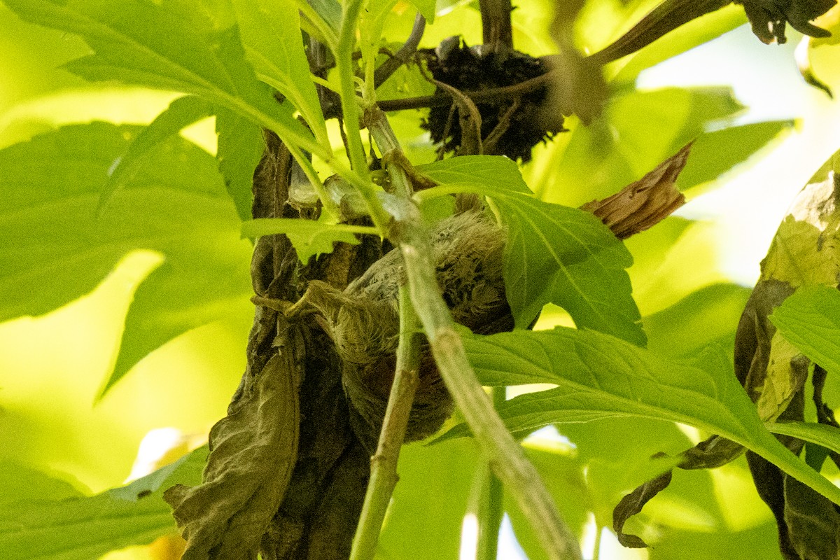 Streak-capped Spinetail - ML646803590
