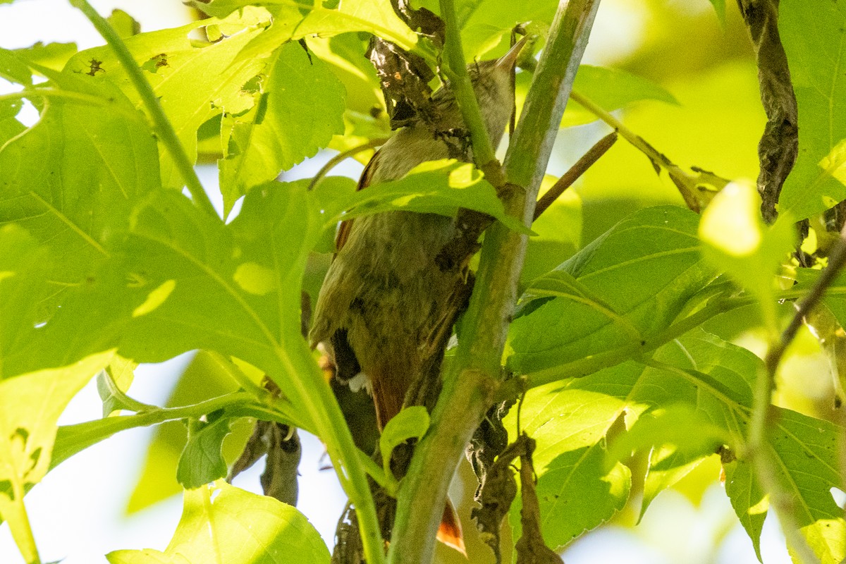 Streak-capped Spinetail - ML646803591