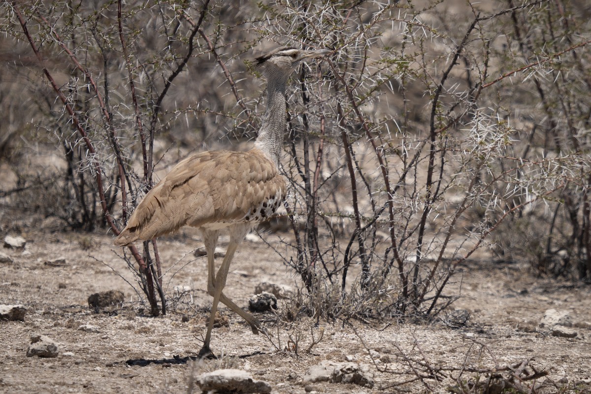 Kori Bustard - ML646803592