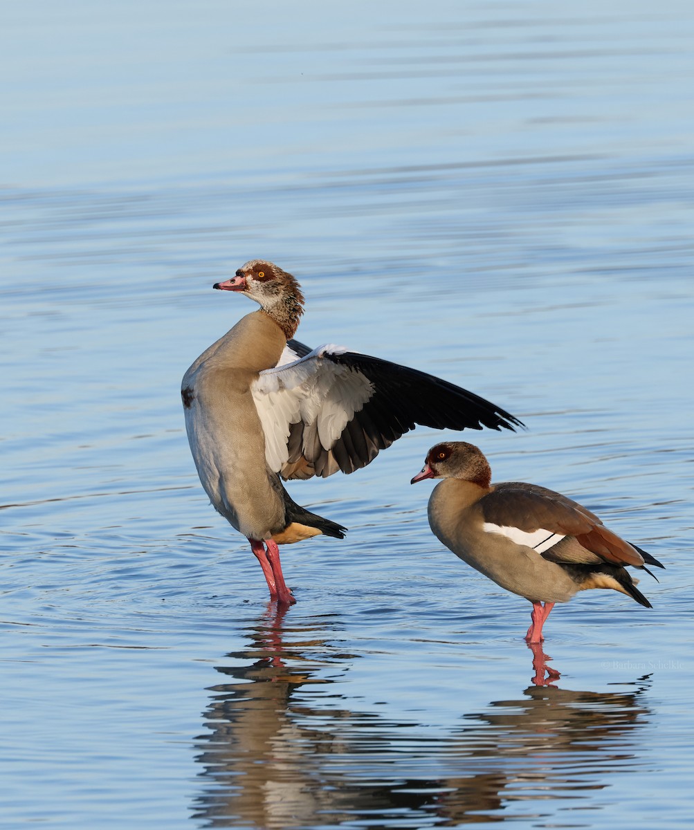 埃及雁 - ML646803594