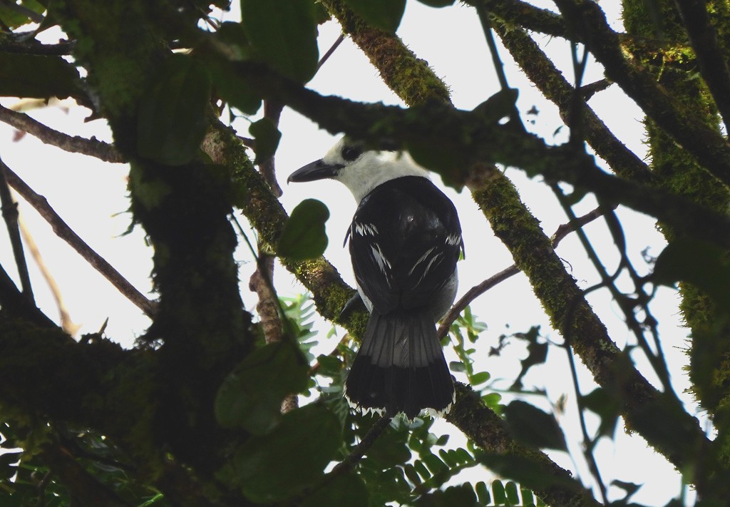 Крючкоклювая ванга - ML646803595