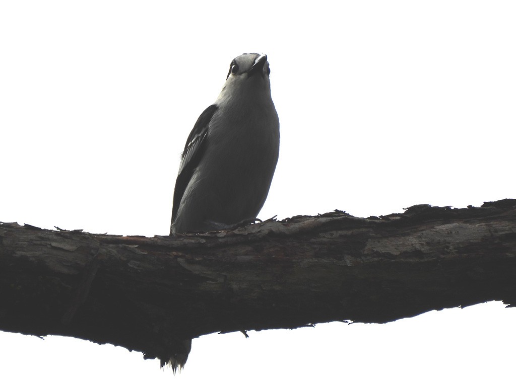 Крючкоклювая ванга - ML646803596