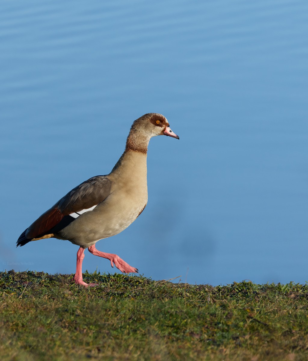 埃及雁 - ML646803599