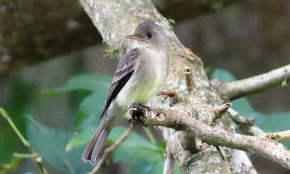 Northern Tropical Pewee - ML646803603