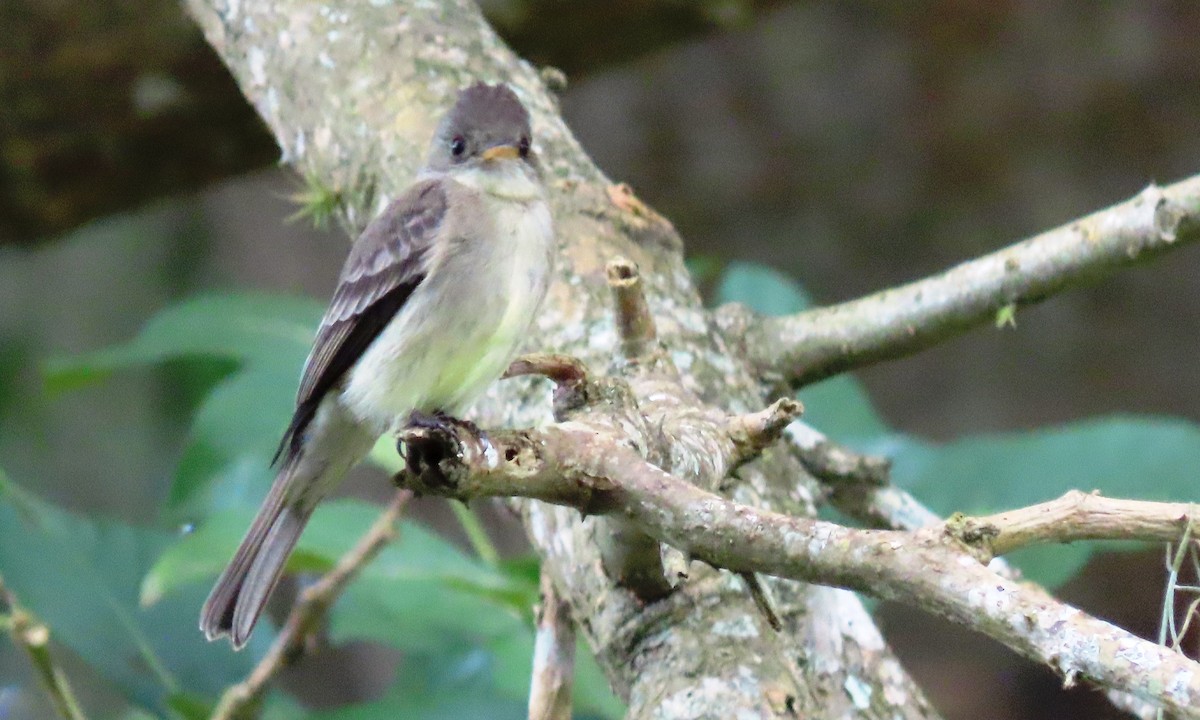 Northern Tropical Pewee - ML646803604