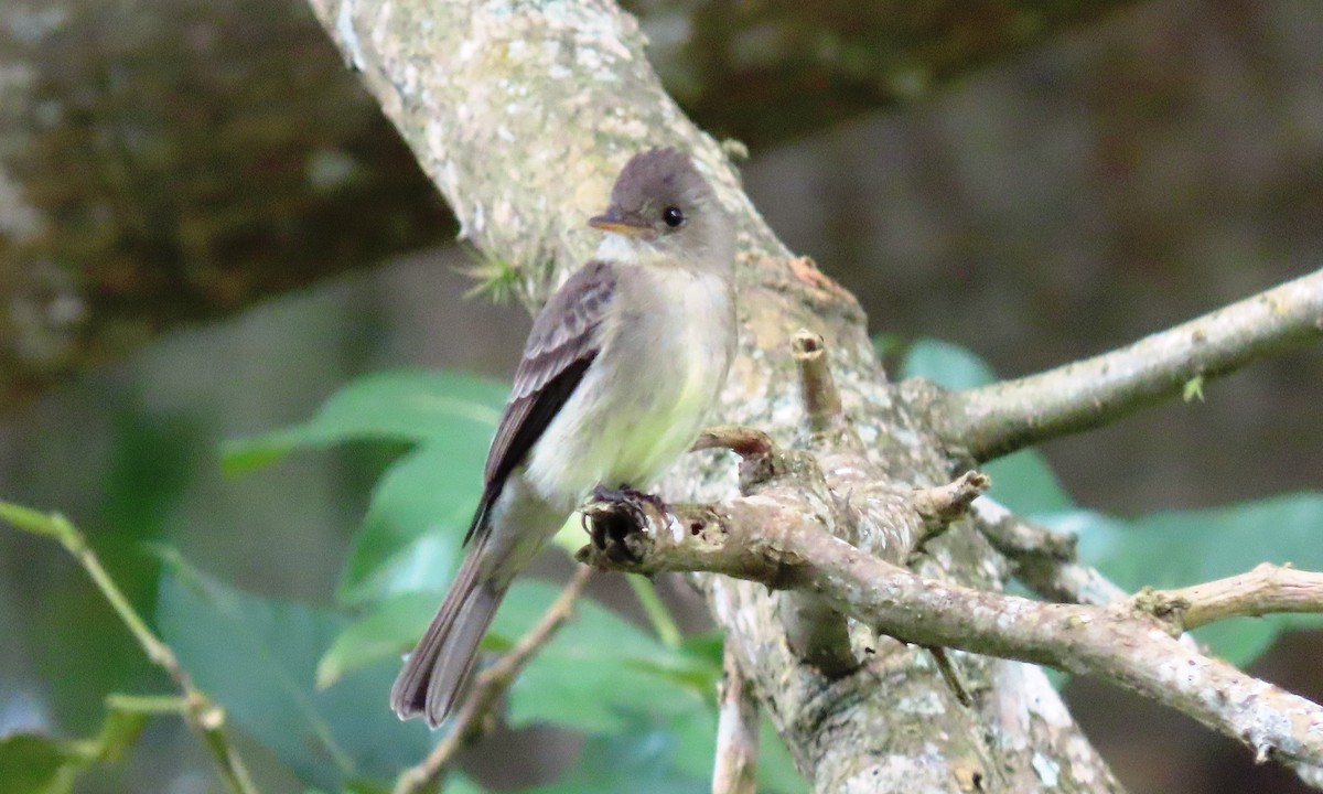 Northern Tropical Pewee - ML646803605