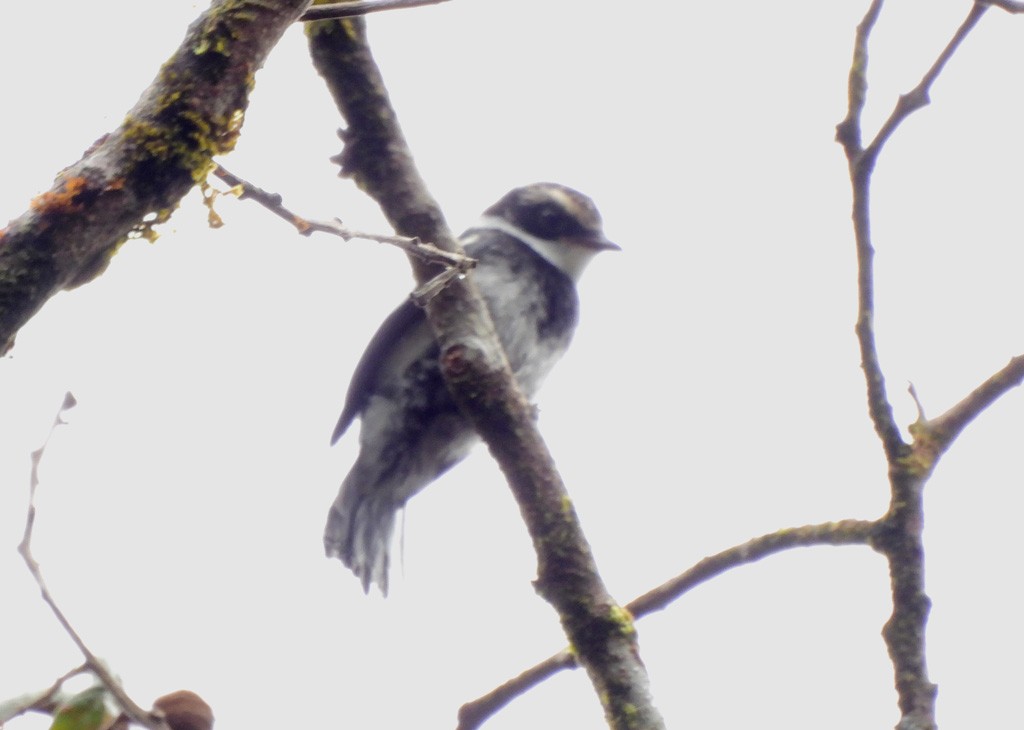 Мухоловковая ванга - ML646803608