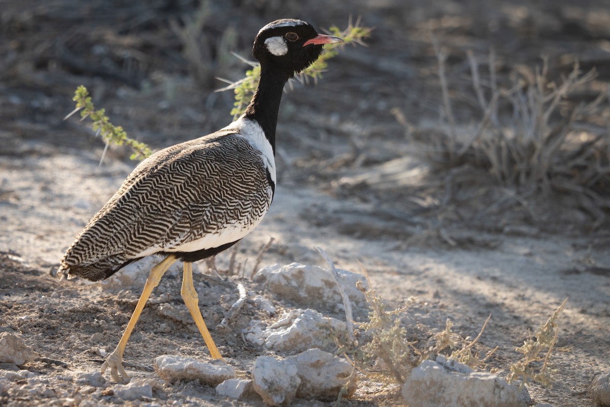 White-quilled Bustard - ML646803609