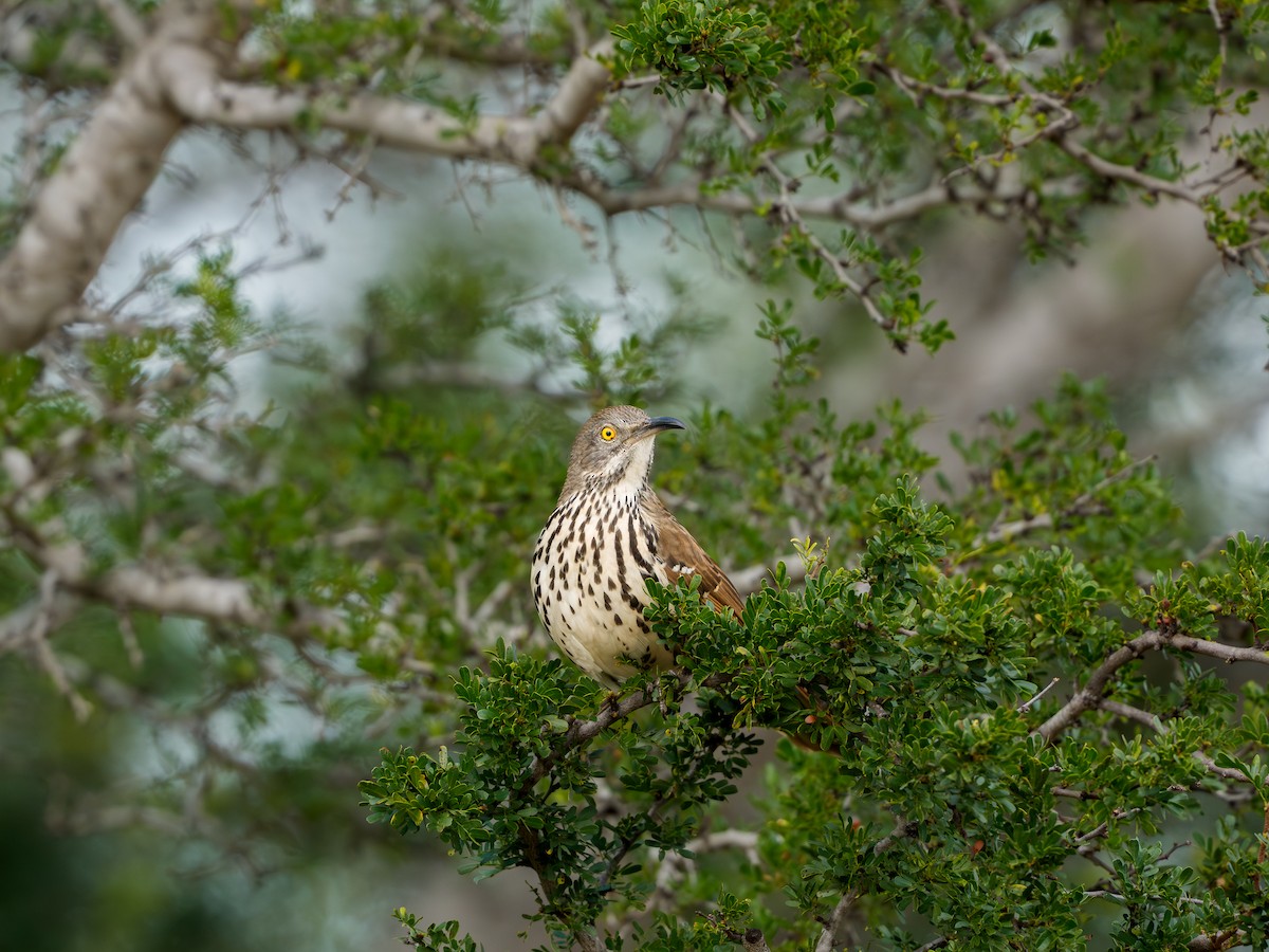 Длинноклювый пересмешник - ML646803612