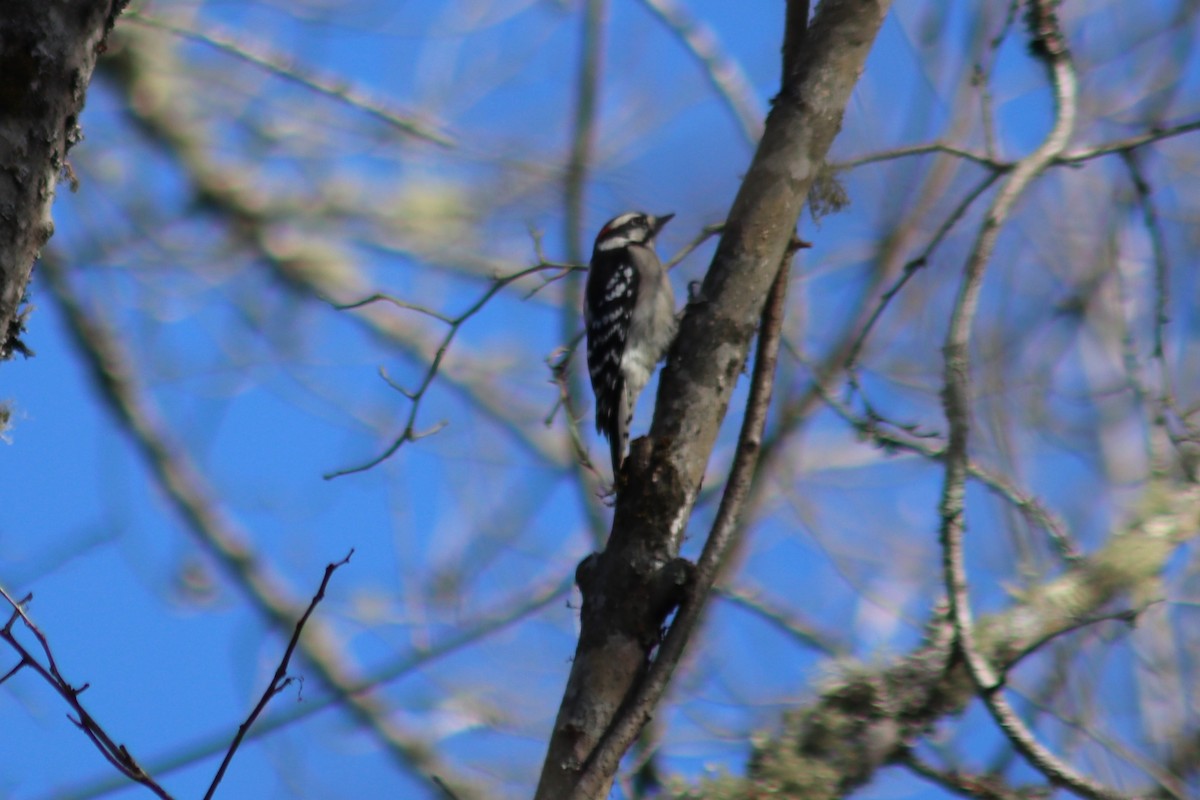 Downy Woodpecker - ML646803614