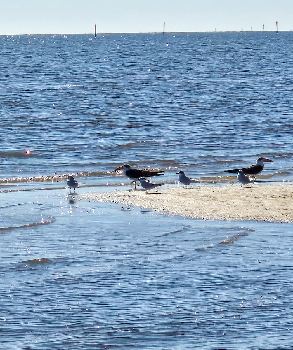 Amerikascherenschnabel - ML646803616