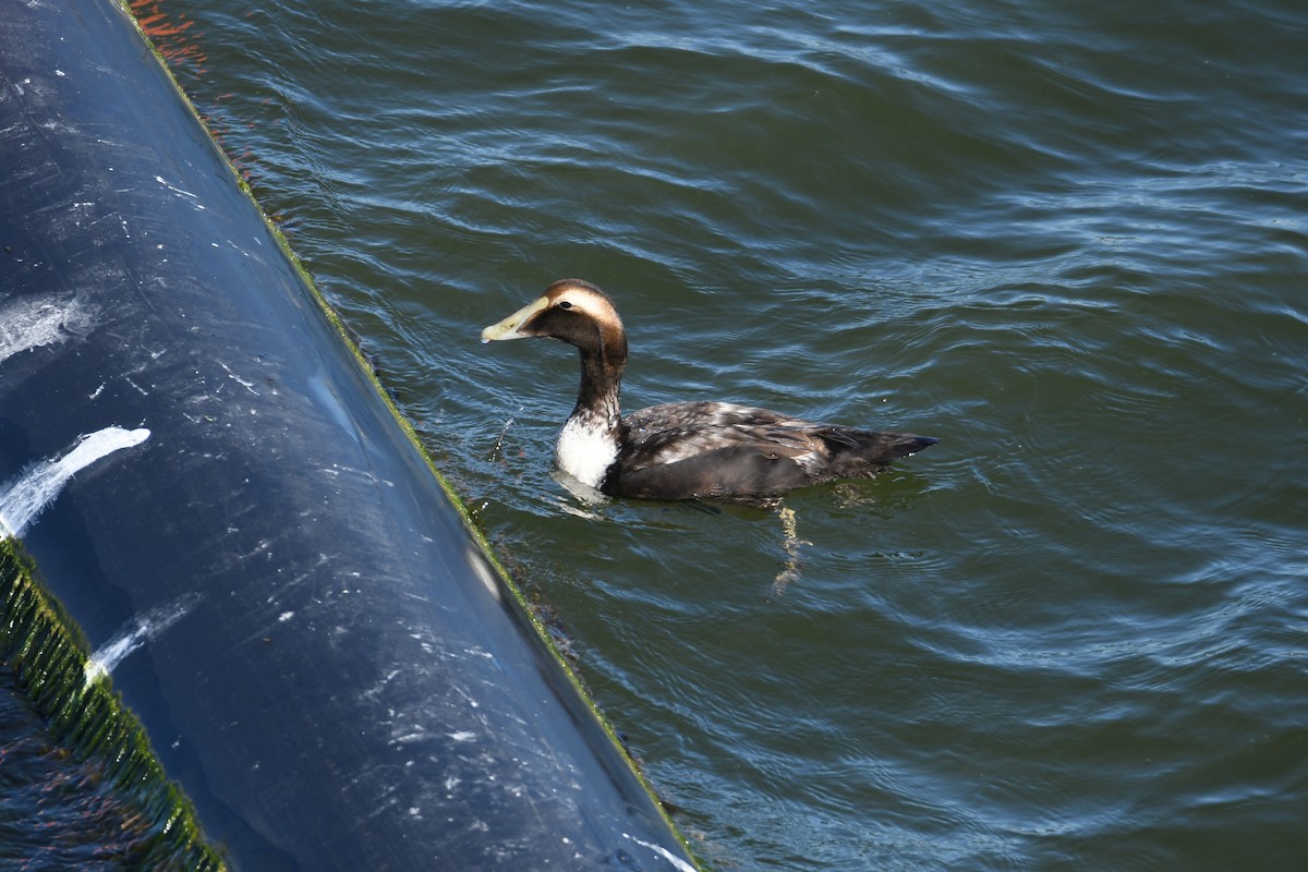 Гага - ML646803618