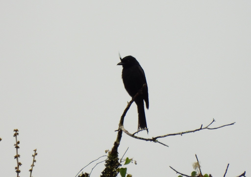 Хохлатый дронго - ML646803619