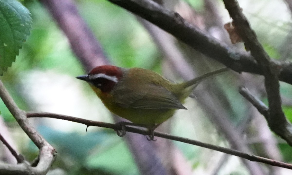 Chestnut-capped Warbler - ML646803620