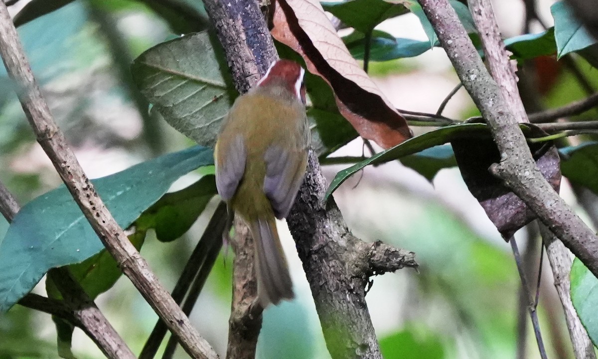 Chestnut-capped Warbler - ML646803621