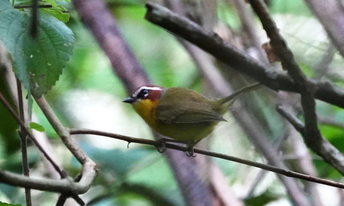 Chestnut-capped Warbler - ML646803622
