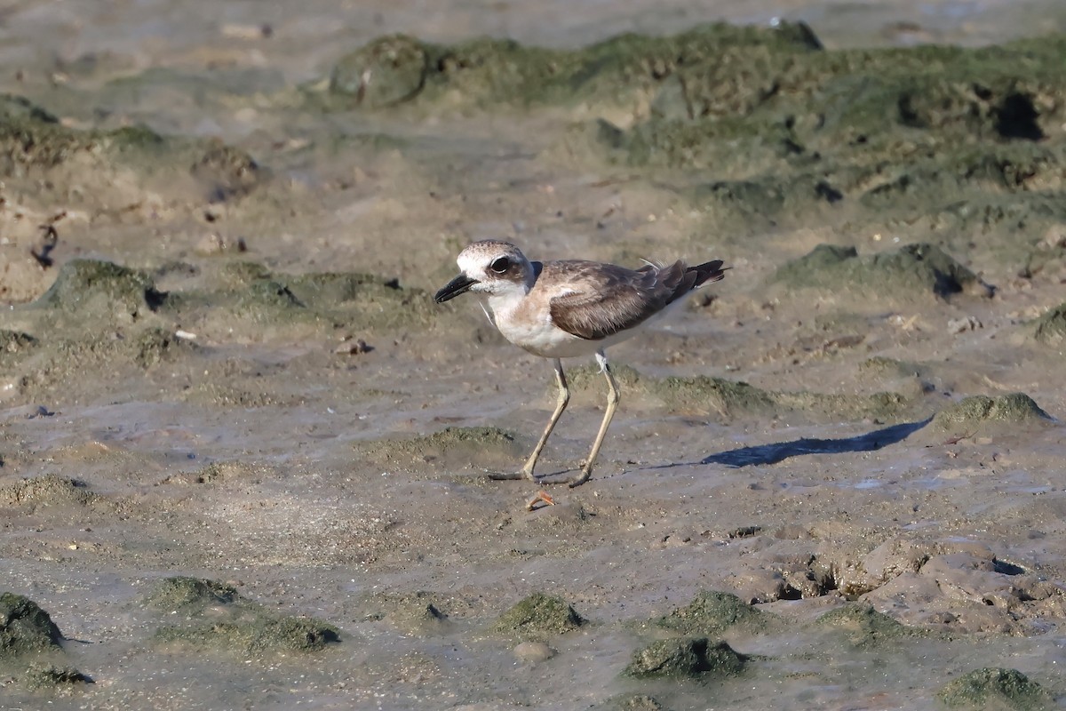 Wüstenregenpfeifer - ML646803624