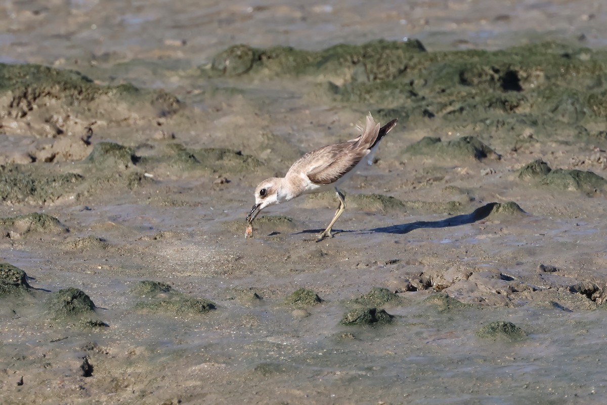 Wüstenregenpfeifer - ML646803625