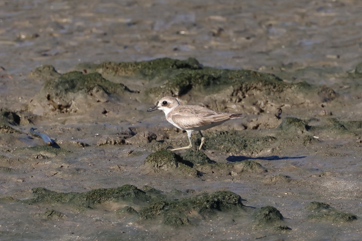 Wüstenregenpfeifer - ML646803626