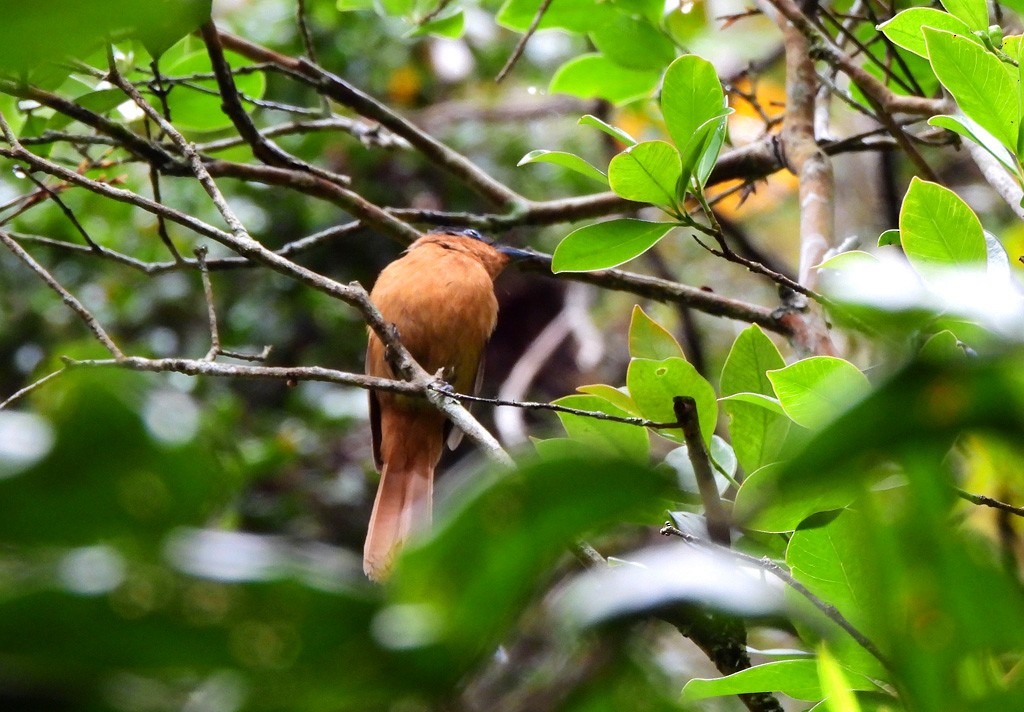 Мадагаскарская райская мухоловка - ML646803628