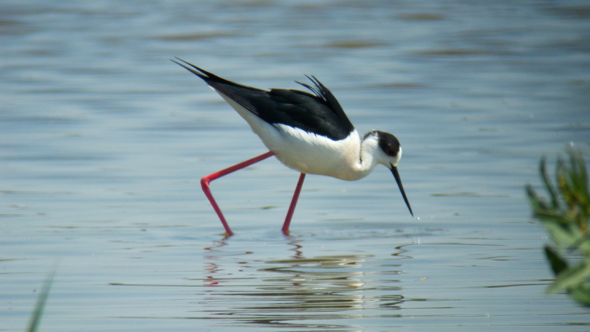 Black-winged Stilt - ML646803632
