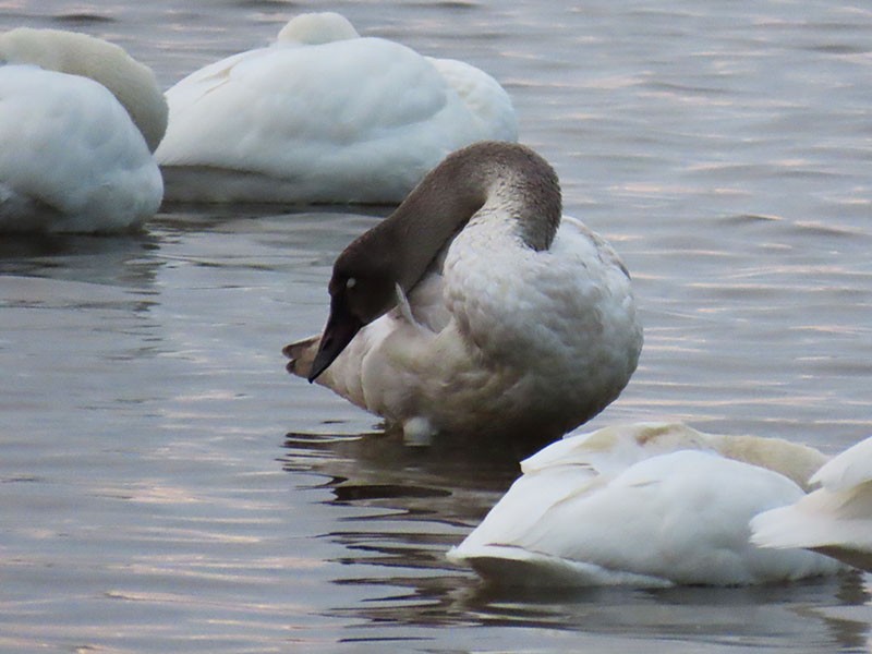 Zwergschwan - ML646803633