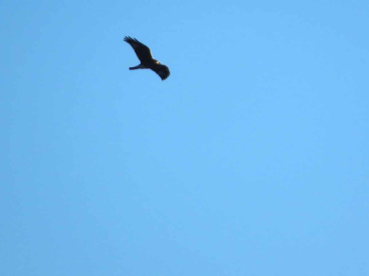 fjellvåk - ML646803634