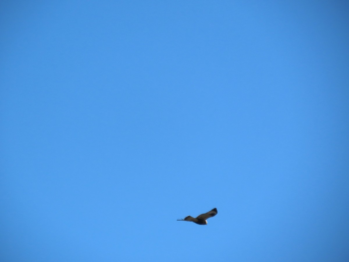 fjellvåk - ML646803635