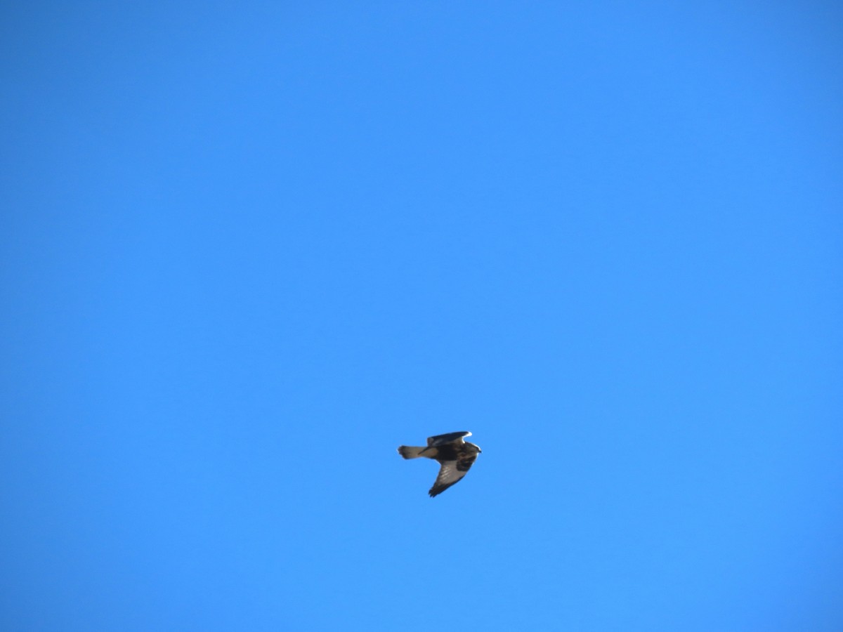 fjellvåk - ML646803636