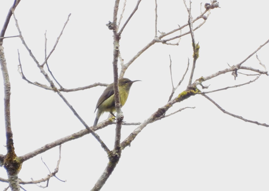 Мадагаскарская нектарница - ML646803637