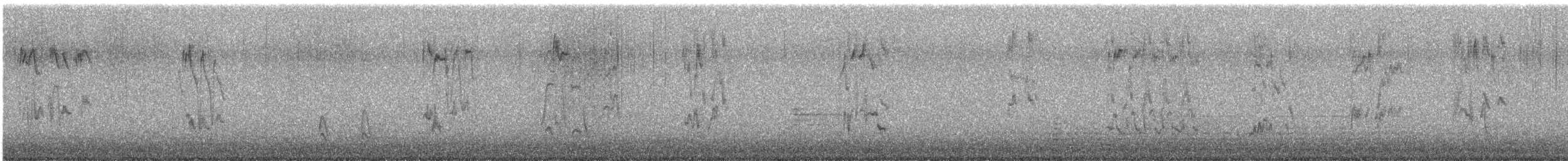 American Robin (migratorius Group) - ML646803638