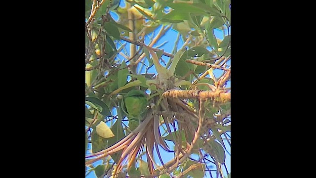 Kosta Rika Papağanı - ML646803651