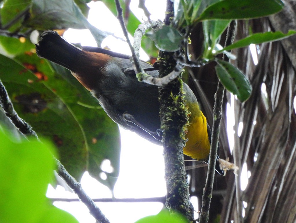 Серобрюхий ткач - ML646803652