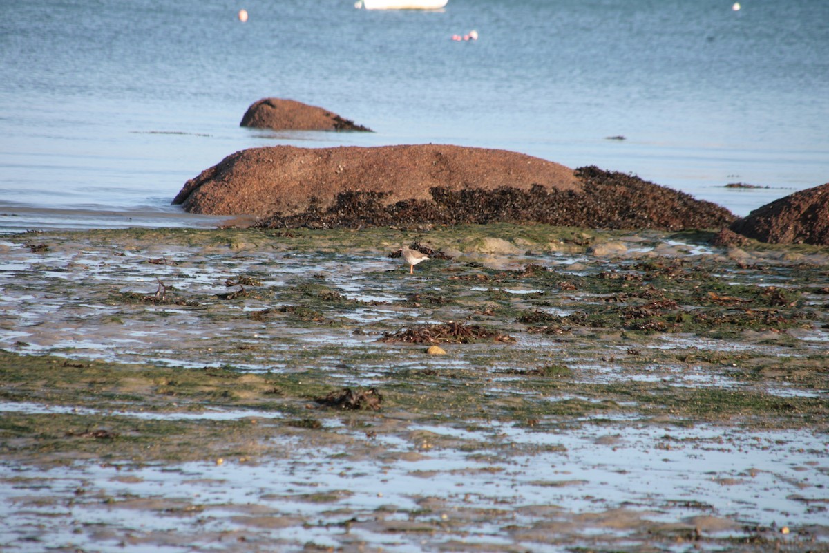 Bernagorri arrunta - ML646803668