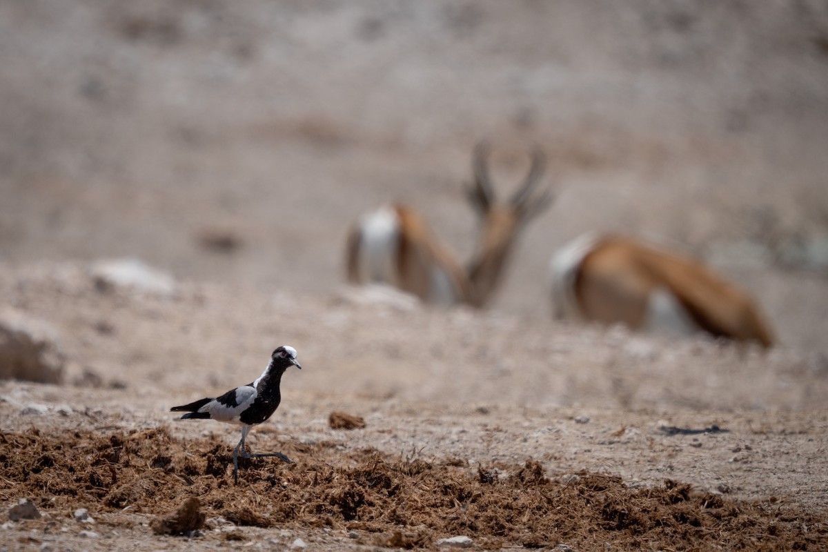 Blacksmith Lapwing - ML646803669