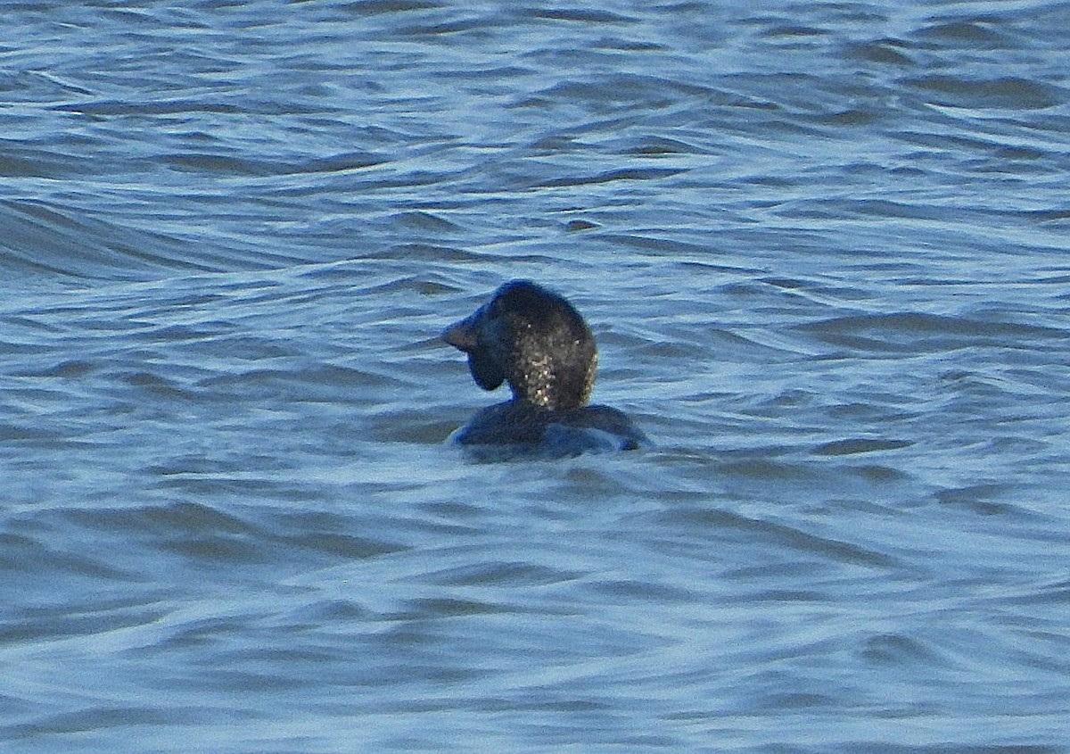 Лопастная утка - ML646803670