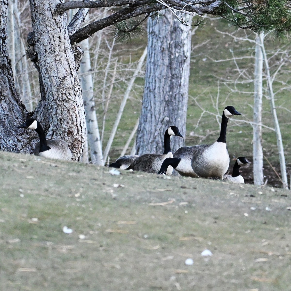 berneška velká - ML646803671