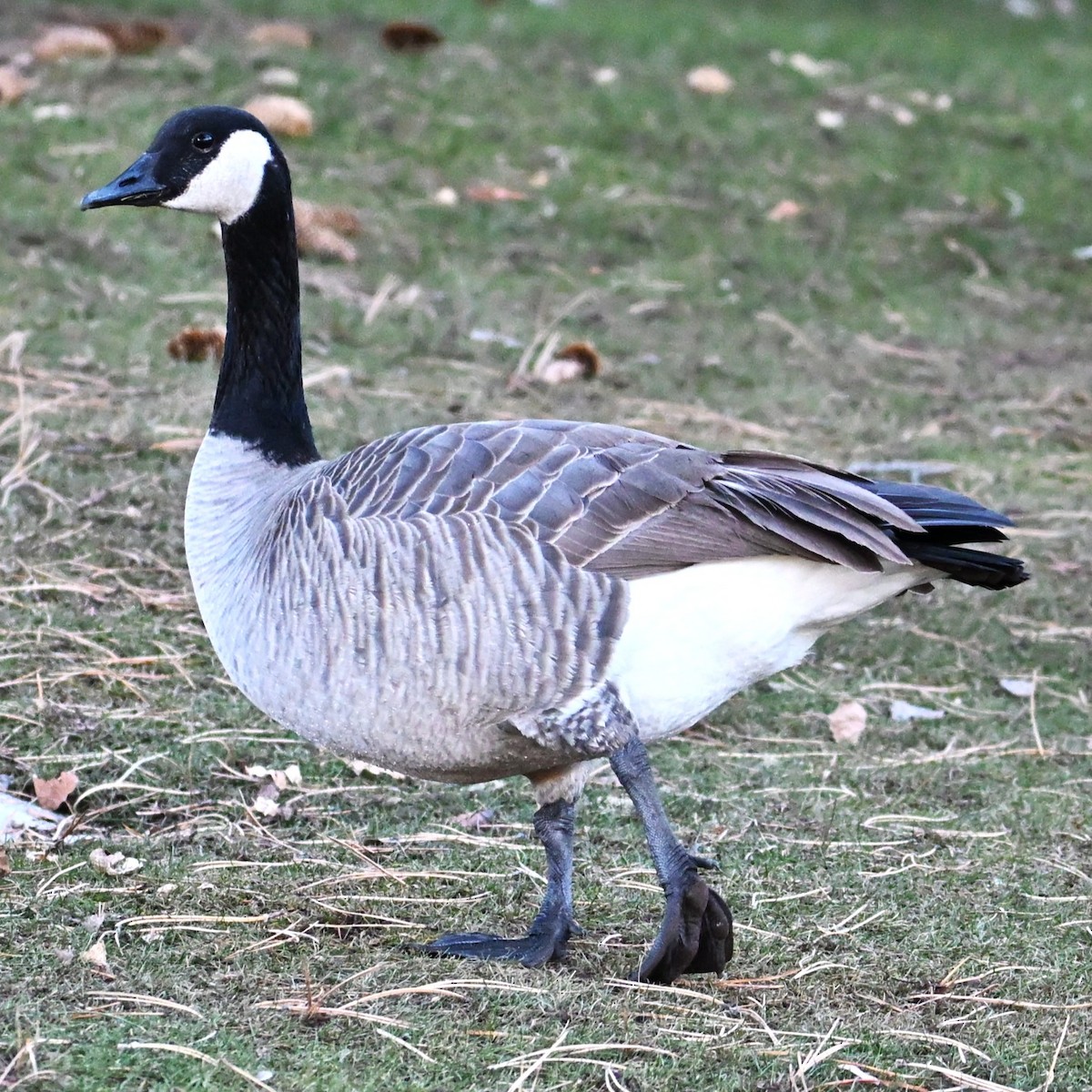 berneška velká - ML646803672