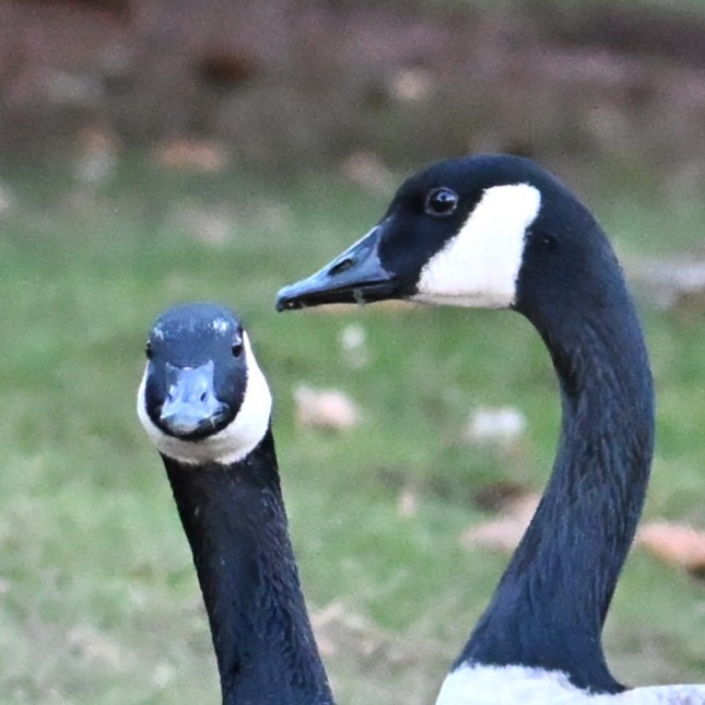 berneška velká - ML646803673